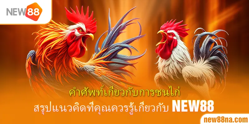 คำศัพท์เกี่ยวกับการชนไก่ สรุปแนวคิดที่คุณควรรู้เกี่ยวกับ-new88